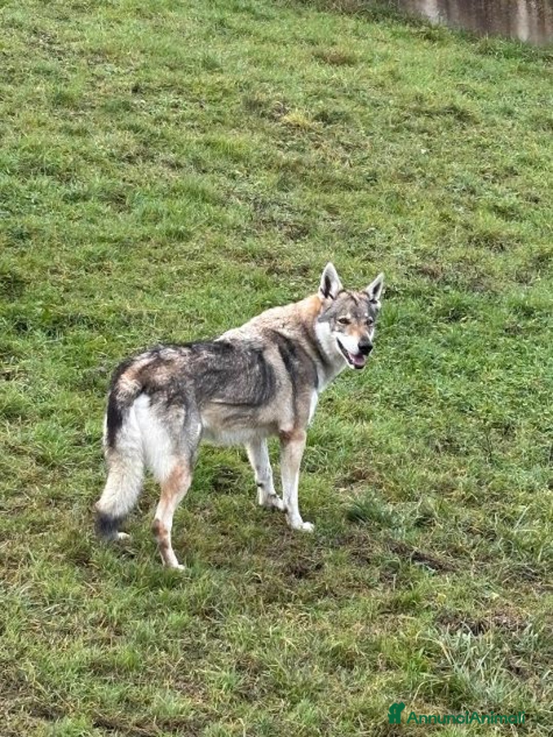 Lupo Cecoslovacco cani in regalo: DIANA splendida solo per esperti - Annuncio 1