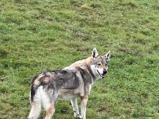 Lupo Cecoslovacco cani DIANA splendida solo per esperti - Annuncio 4
