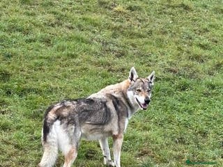 Lupo Cecoslovacco cani DIANA splendida solo per esperti - Annuncio 2