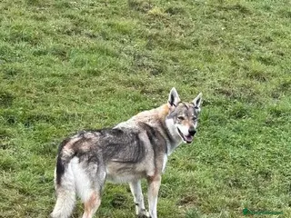 Lupo Cecoslovacco cani DIANA splendida solo per esperti - Annuncio 2