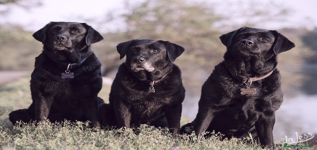 Immagine della galleria {{count}}