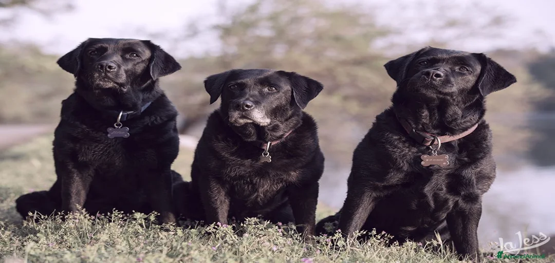 Immagine della galleria {{count}}