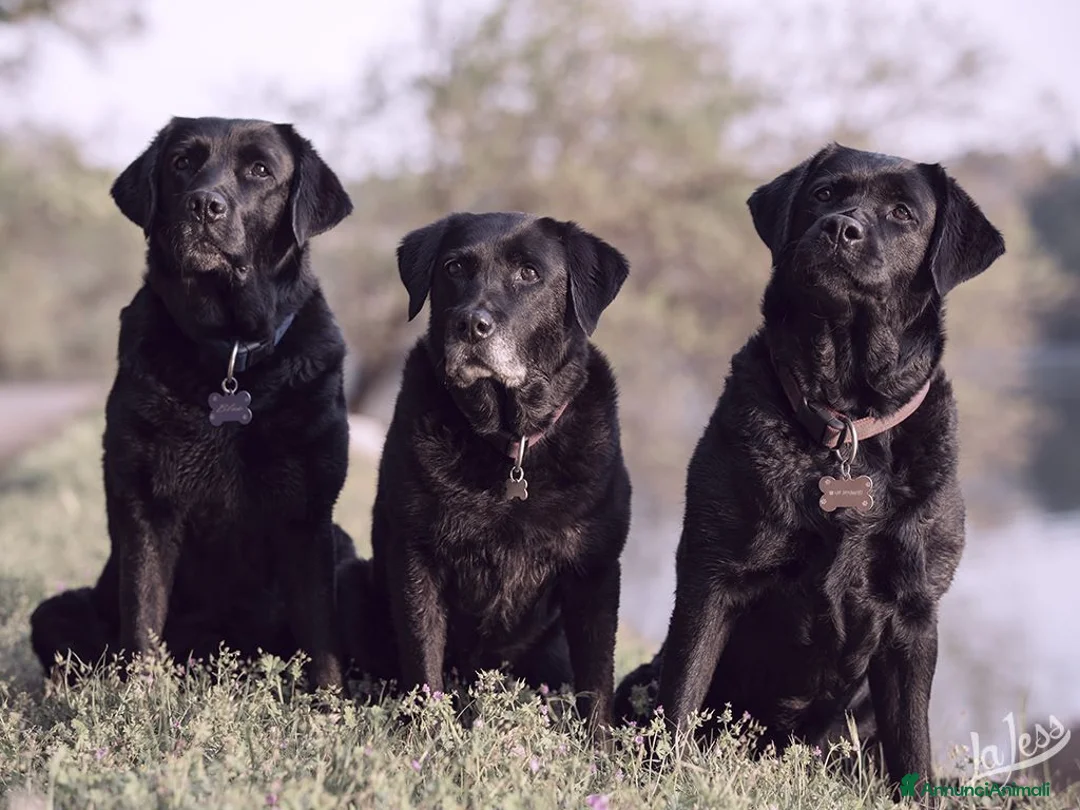 Immagine della galleria {{count}}