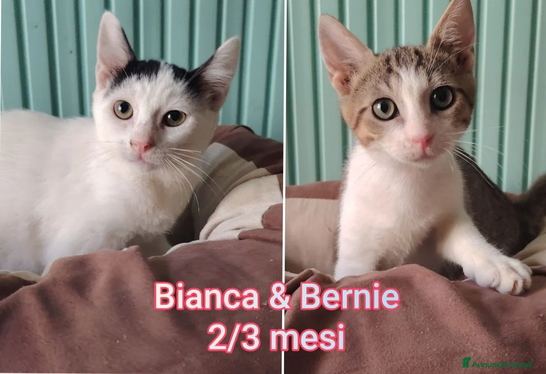 Europeo gatti in regalo: GATTINI, SIAMO AL COLLASSO  a Città Metropolitana di Firenze - Annuncio 2