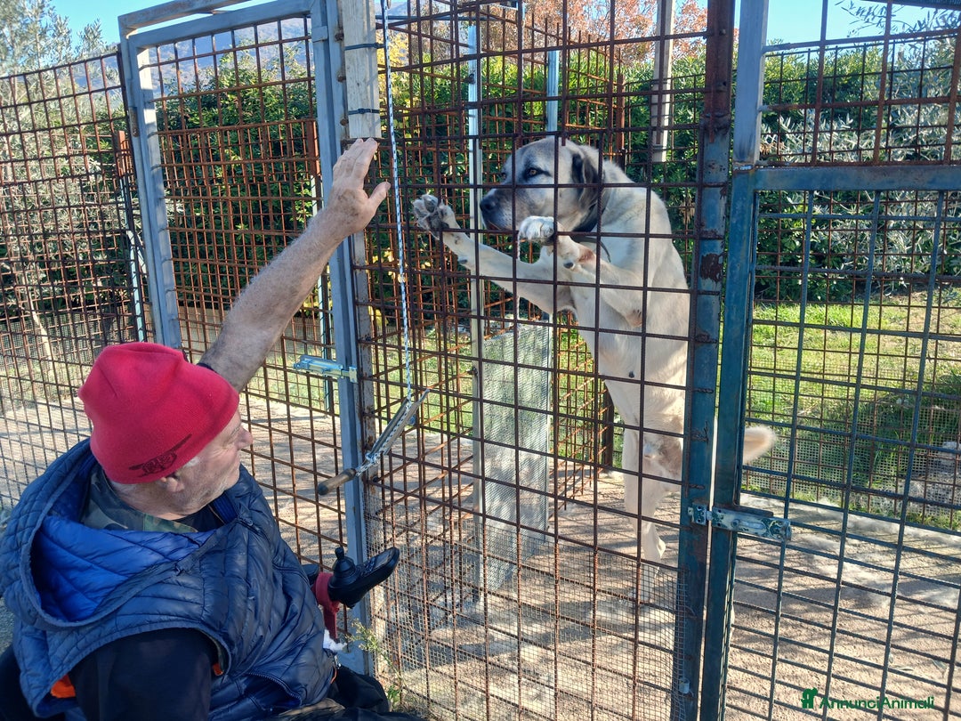 Pastore dell’Anatolia cani in vendita: Kangal pastore dell'anatolia - Annuncio 3
