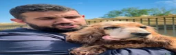 Cocker cani in regalo: ADOZ.DEL💔:abbandon nel dolore cieco e ipoudente a Città Metropolitana di Genova - Annuncio 3