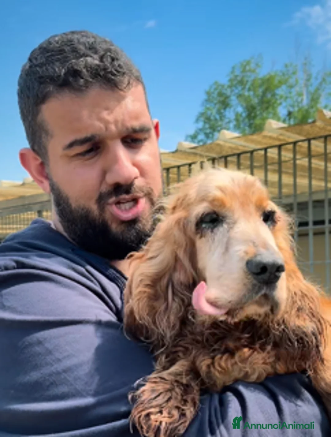 Cocker cani in regalo: ADOZ.DEL💔:abbandon nel dolore cieco e ipoudente a Città Metropolitana di Genova - Annuncio 3