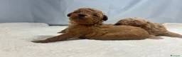 Barboncino Toy cani in vendita: Cuccioli barboncino toy rosso - Annuncio 15