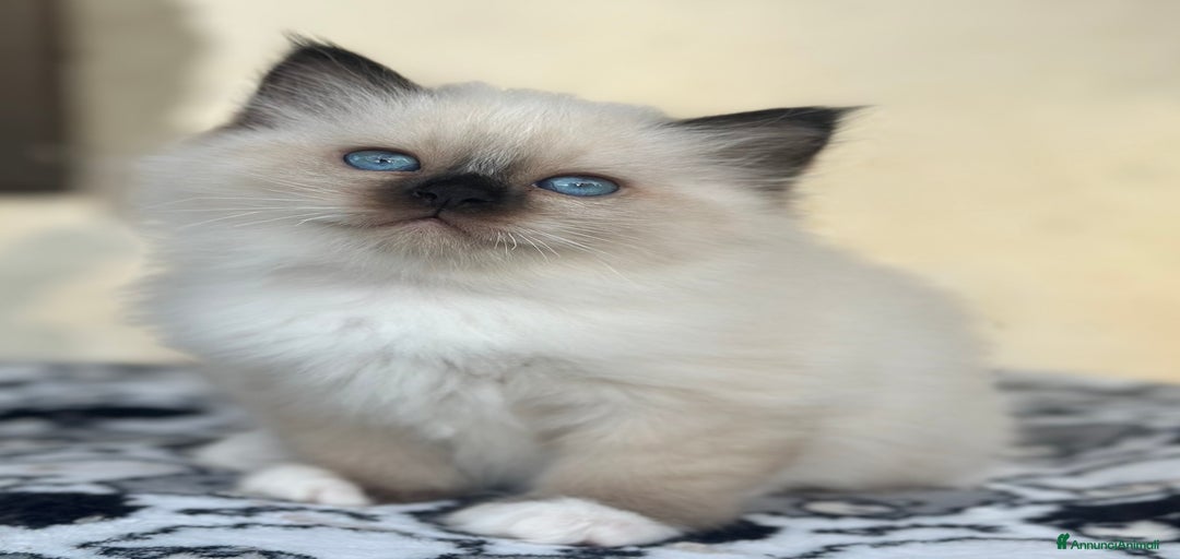 Immagine della galleria {{count}}