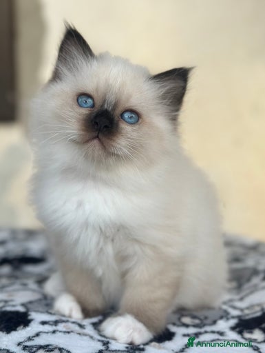 Immagine della galleria {{count}}