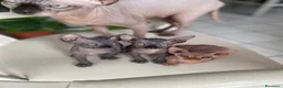 Sphynx gatti in vendita: Cuccioli Sphynks  - Annuncio 9