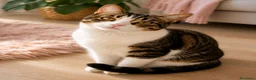 Europeo gatti in regalo: Gatta Europea tigrata e bianca, sterilizzata a Provincia di Brescia - Annuncio 2