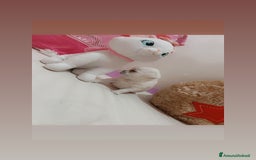 Chihuahua cani in vendita: Chihuahua micro  a Provincia di Foggia - Immagine 5