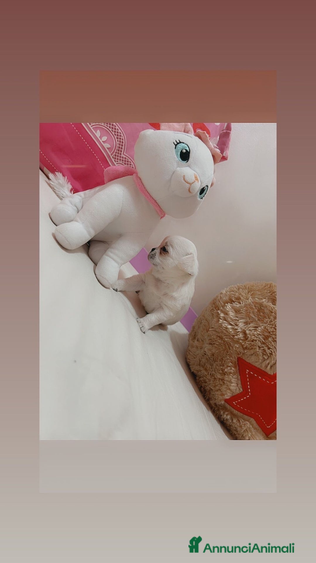 Chihuahua cani in vendita: Chihuahua micro  a Provincia di Foggia - Immagine 5