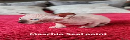Sphynx gatti in vendita: Cuccioli Canadian Sphynx  - Annuncio 17