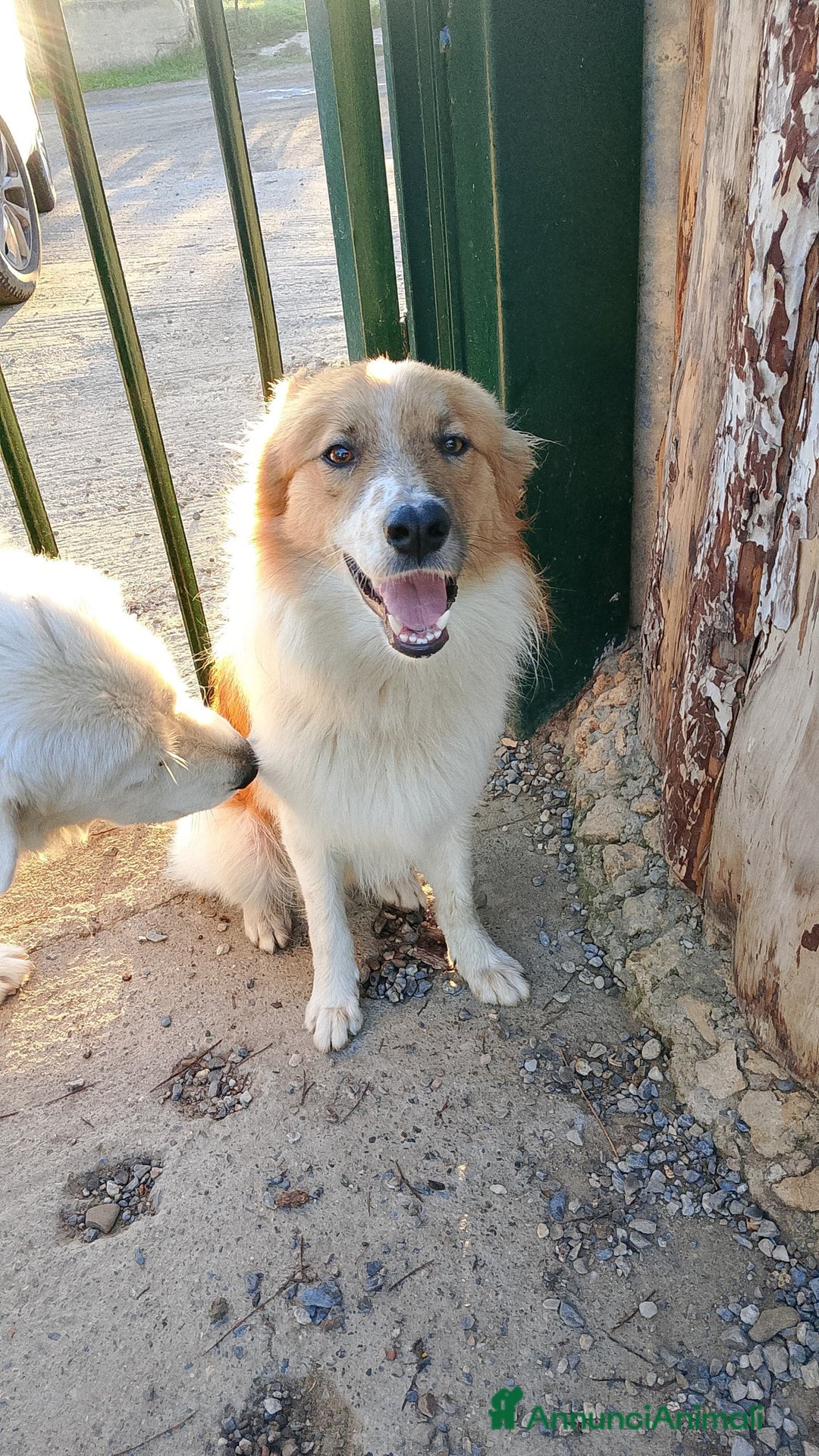 Volpino Italiano cani in regalo: Rouge - Annuncio 1