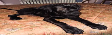 Rex