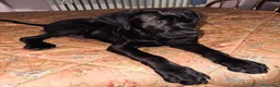 Cane Corso cani in vendita: Cane Corso Maschio 5 Mesi Tigrato Nero - Annuncio 1