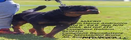 Rottweiler cani in vendita: cuccioli Rottweiler - Annuncio 2