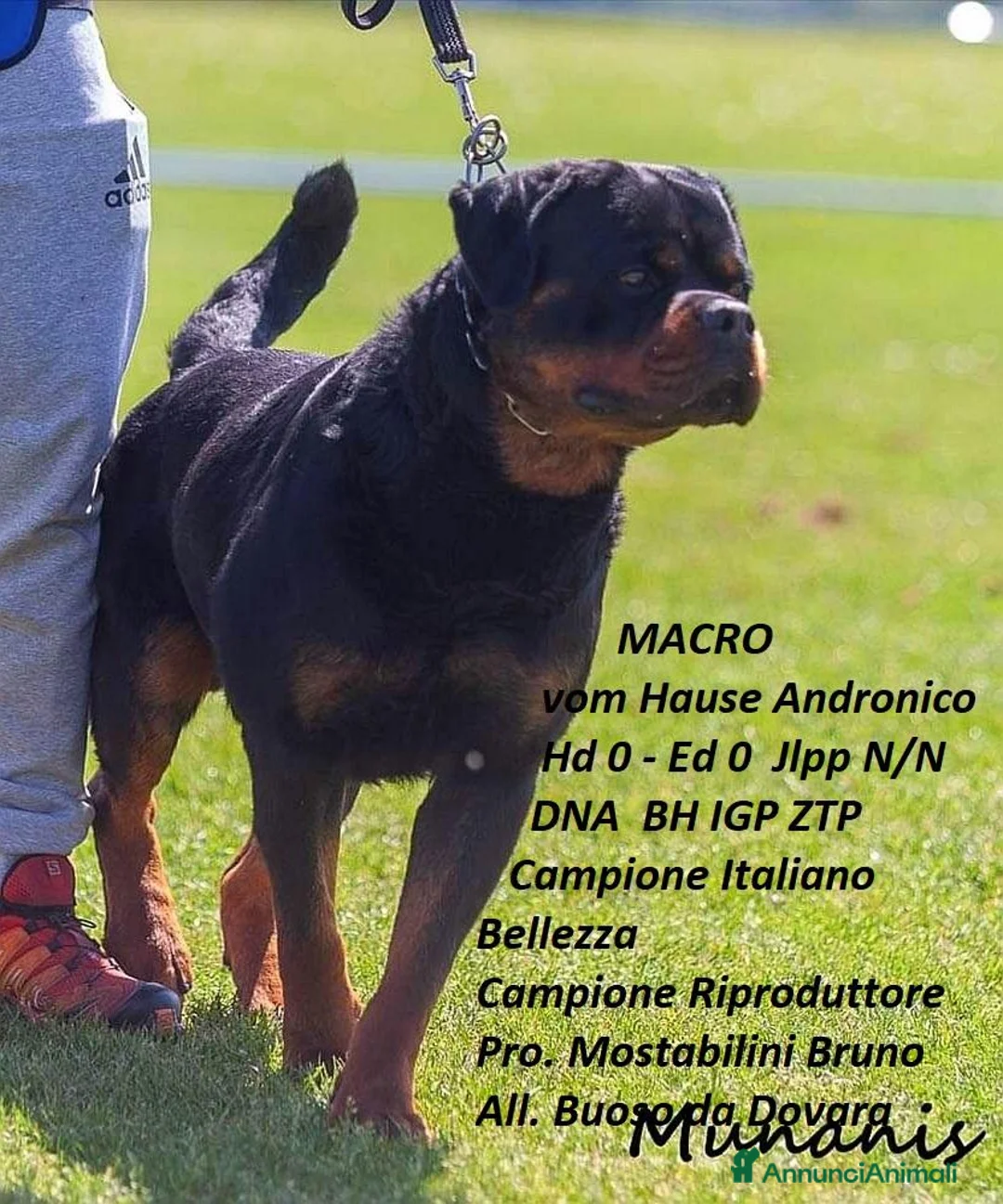 Rottweiler cani in vendita: cuccioli Rottweiler - Annuncio 2