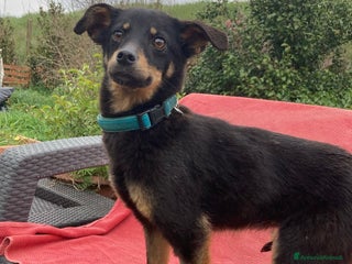 Altre razze cani Felicina, taglia piccola, 11 mesi, cerca famiglia a Città metropolitana di Roma Capitale - Annuncio 20