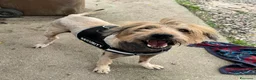 Meticcio cani in regalo: Manuel 16 anni Taglia media  - Annuncio 3