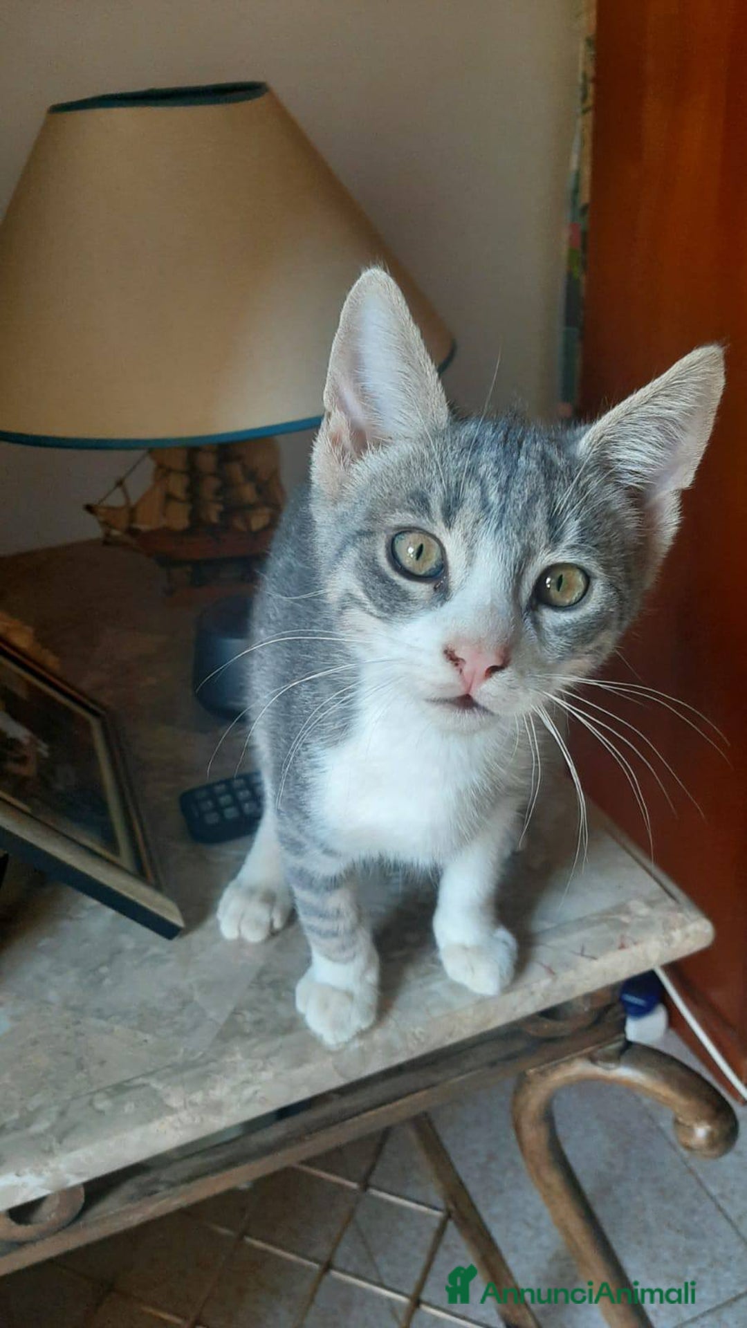 Europeo gatti in regalo: Dolce micino da adottare, DENNY! - Annuncio 4