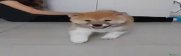 Shiba Inu cani in vendita: Cucciolo di Shiba Inu - Annuncio 4