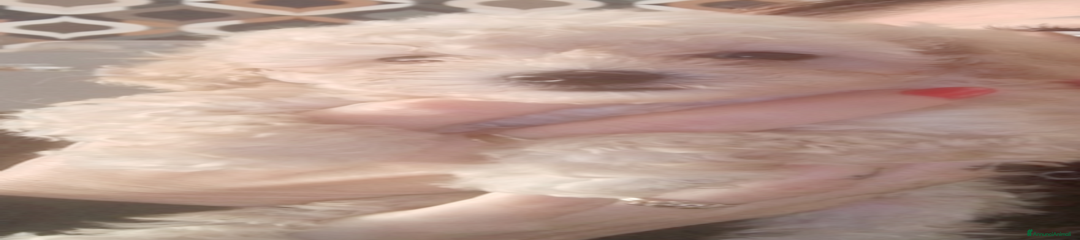 Barboncino Toy Cucciolo 2