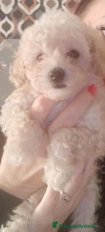 Barboncino Toy cani - Annuncio 8