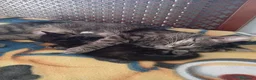 Meticcio gatti in regalo: Regalo gattini nati 14/4 a Provincia di Verona - Annuncio 2