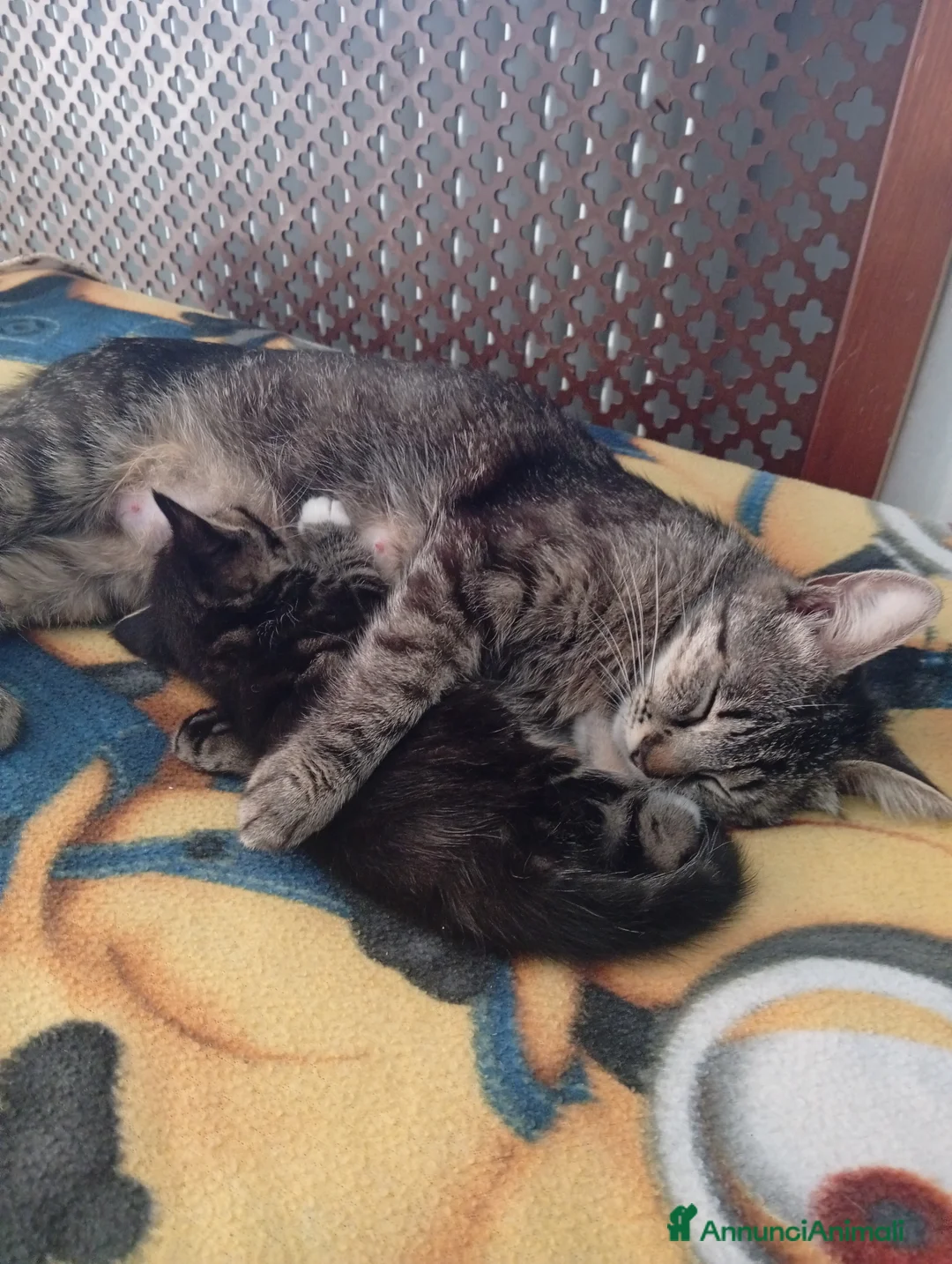 Meticcio gatti in regalo: Regalo gattini nati 14/4 a Provincia di Verona - Annuncio 2