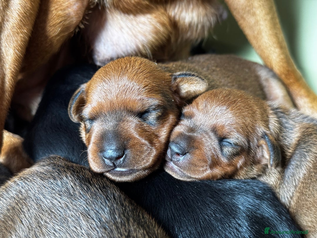 Pinscher Miniatura cani in vendita: Pinscher nani a Provincia di Pavia - Immagine 2