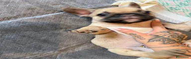 Bulldog Francese 2