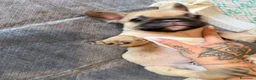 Bulldog Francese cani in vendita: Bulldog francesi  - Annuncio 6