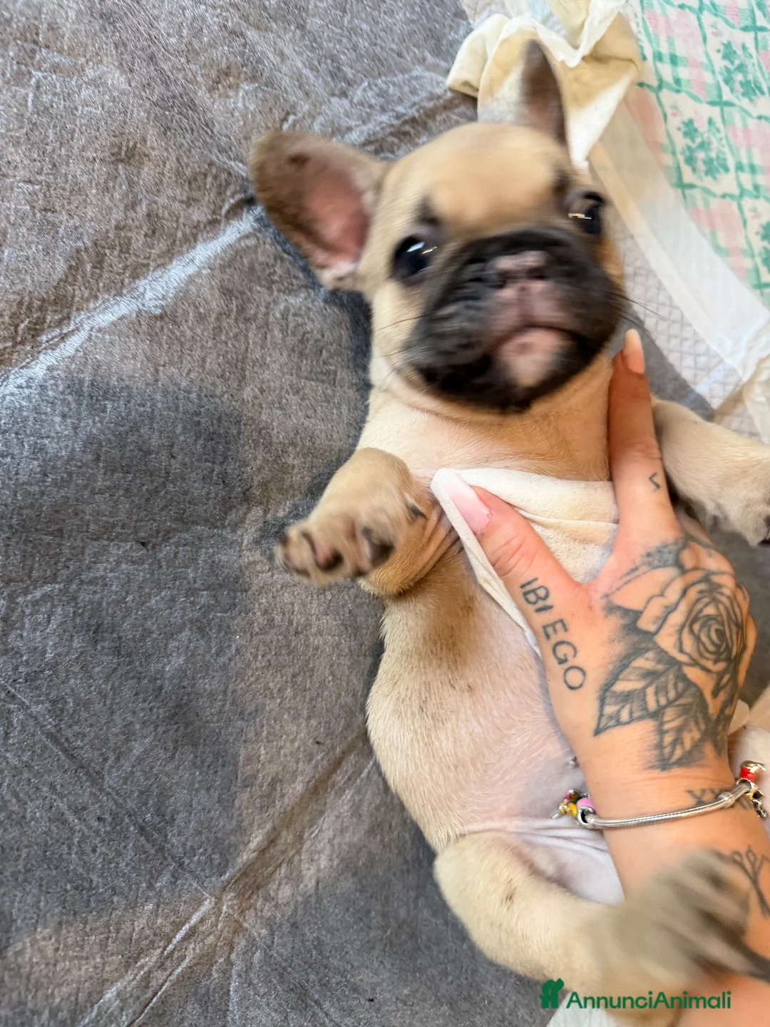 Bulldog Francese cani in vendita: Bulldog francesi  - Annuncio 6