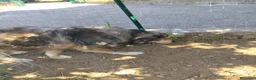 Meticcio cani in regalo: Cedesi meticcio Tore a Città metropolitana di Roma Capitale - Annuncio 2