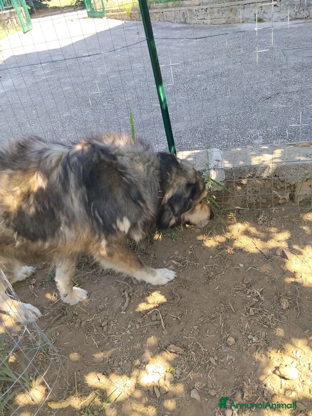Meticcio cani in regalo: Cedesi meticcio Tore a Città metropolitana di Roma Capitale - Annuncio 2