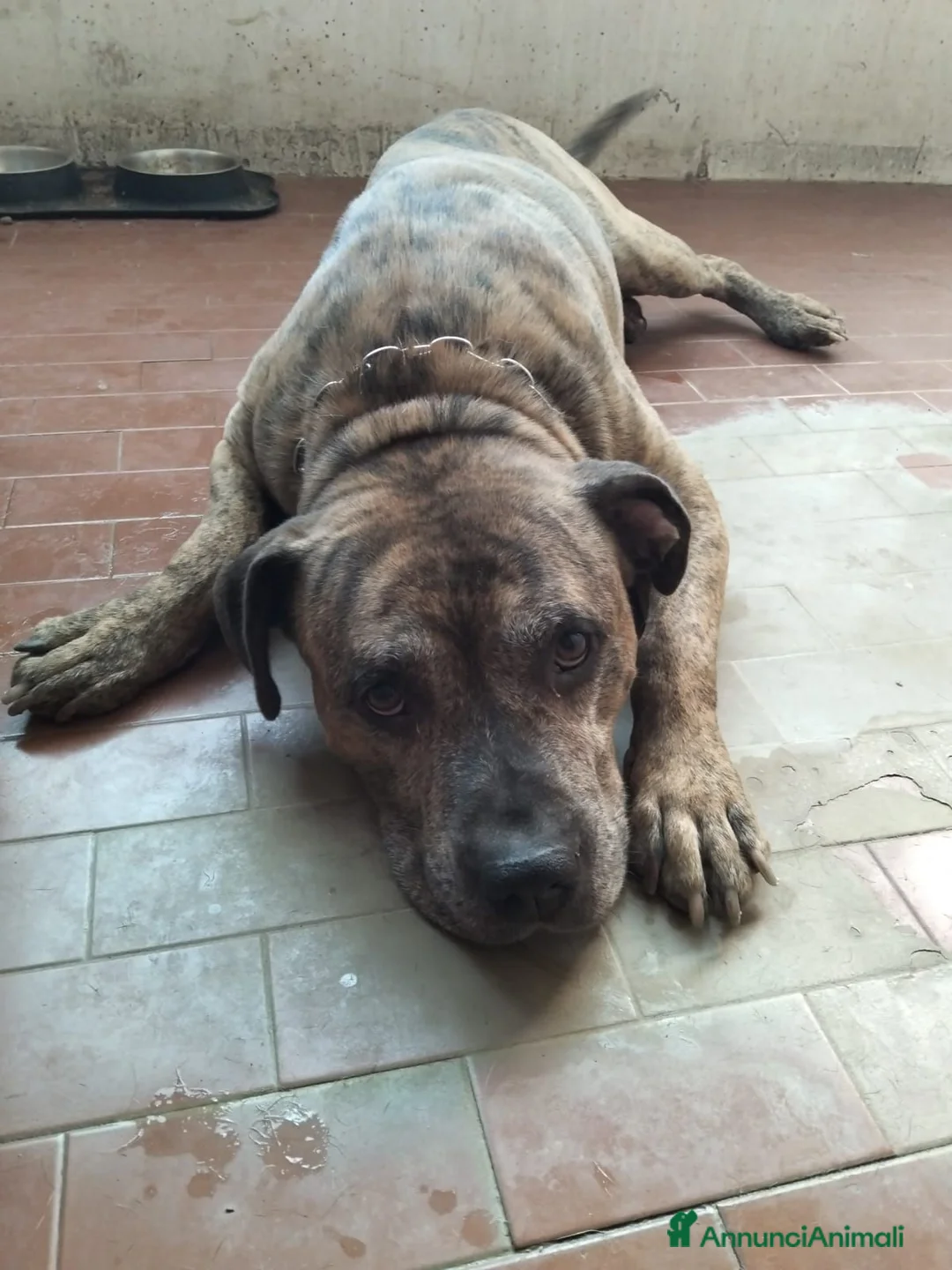 Meticcio cani in regalo: Marek 8 anni - Annuncio 2