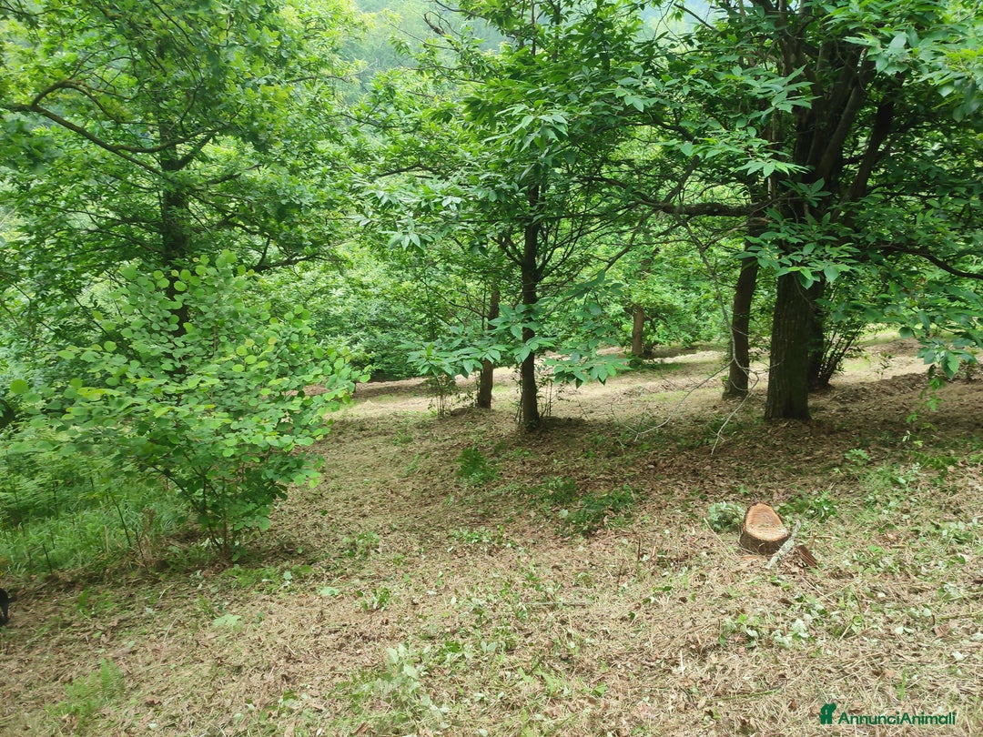 Immagine della galleria {{count}}