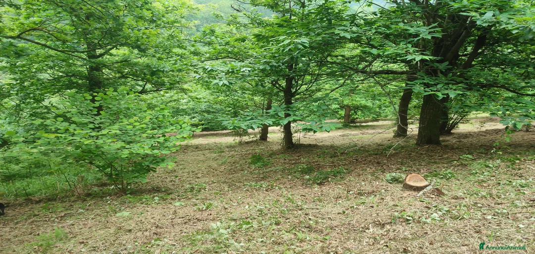 Immagine della galleria {{count}}