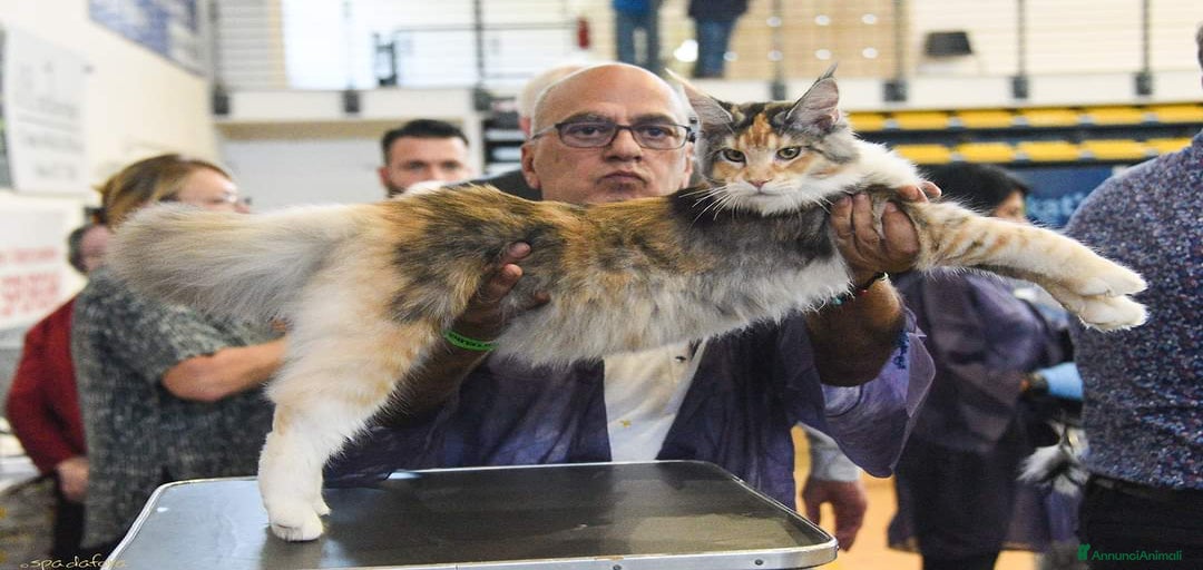 Immagine della galleria {{count}}