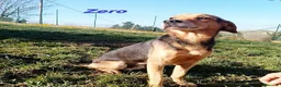 Meticcio cani in regalo: ZERO cerca le coccole tg contenuta a Città Metropolitana di Torino - Annuncio 5