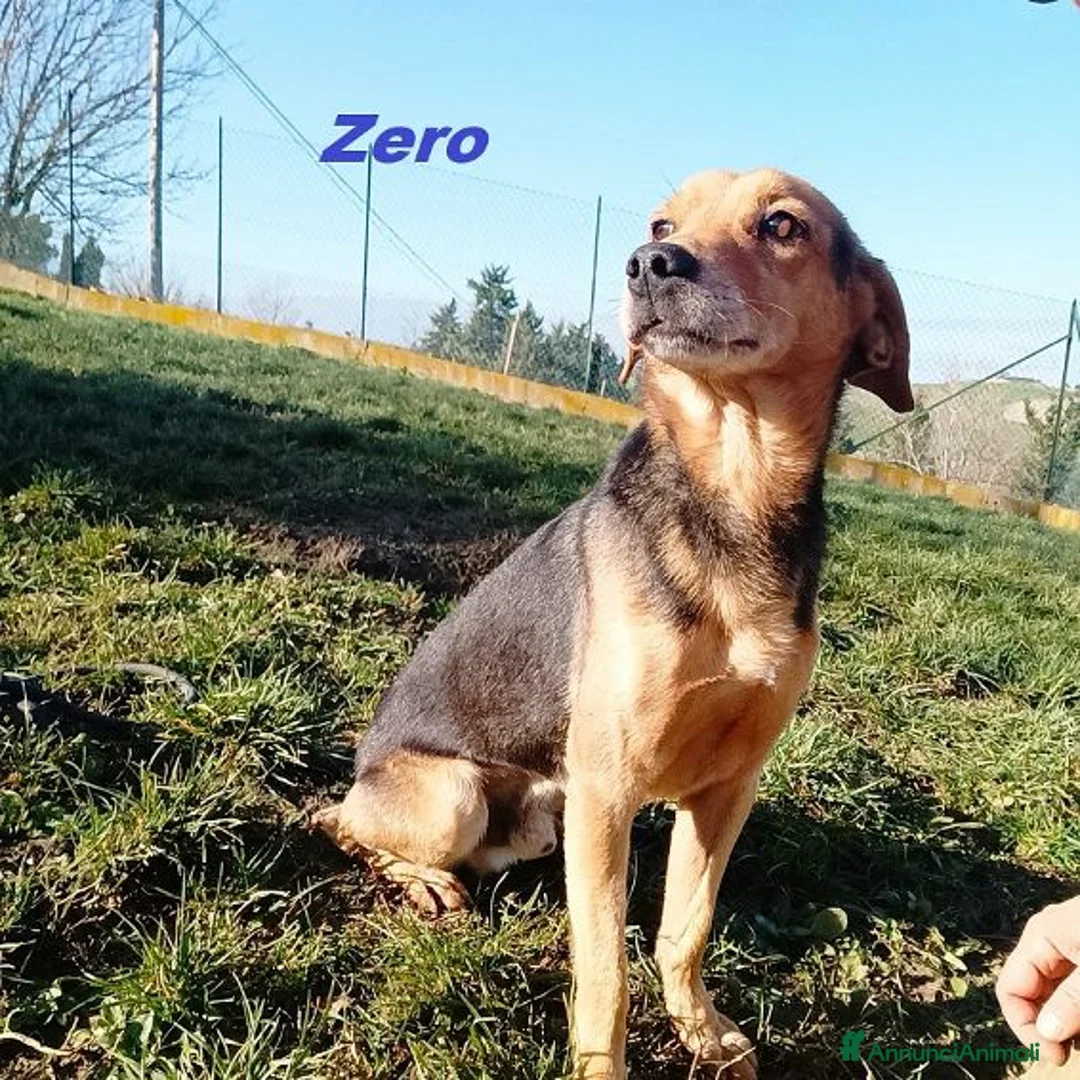 Meticcio cani in regalo: ZERO cerca le coccole tg contenuta a Città Metropolitana di Torino - Annuncio 5