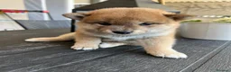 Shiba Inu cani in vendita: Cuccioli di Shiba Inu a Provincia di Frosinone - Annuncio 5