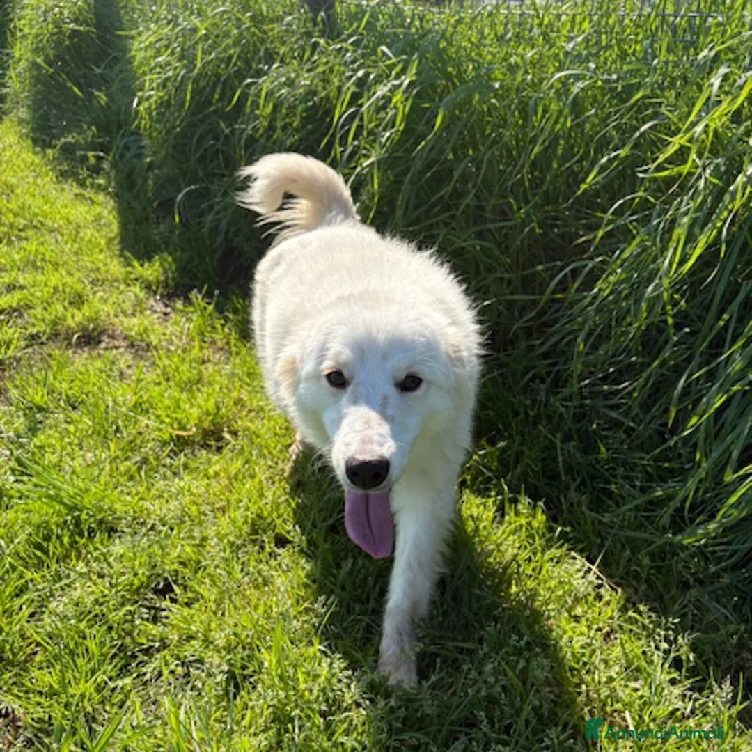 Meticcio cani in regalo: Molly,  un raggio di sole in canile  - Annuncio 2