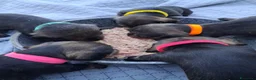 Bassotto cani in vendita: Bassotti a pelo duro - Annuncio 2