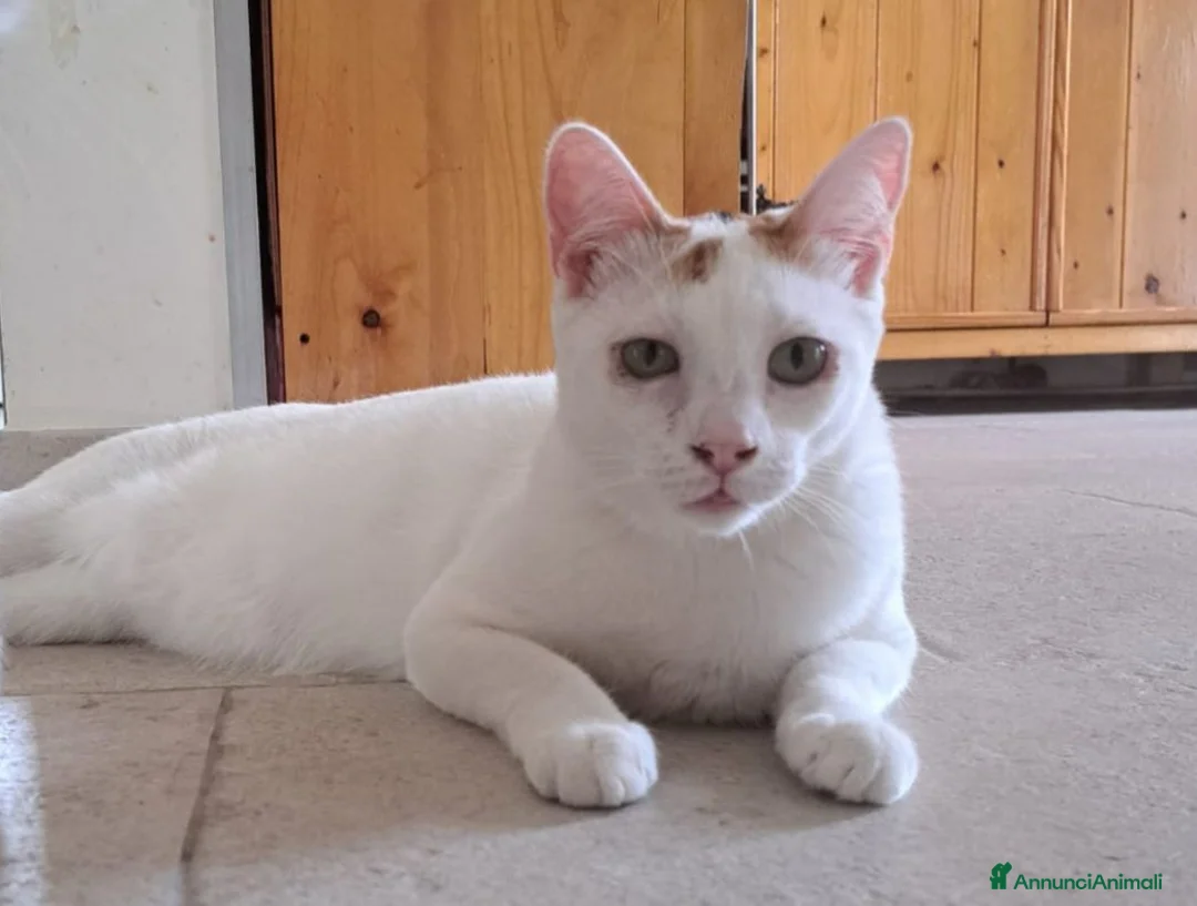 Meticcio gatti in regalo: Iris  - Annuncio 2