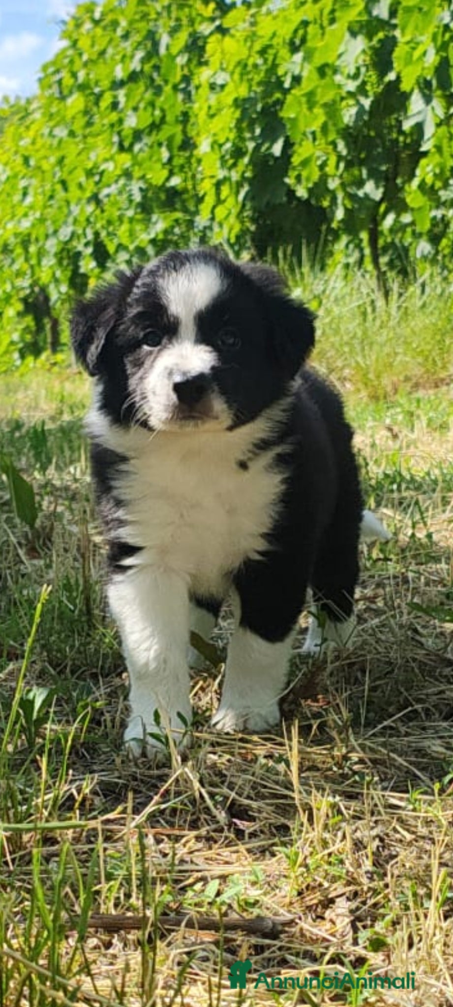 Border Collie cani CUCCIOLI DI BORDER COLLIE ALTA GENEALOGIA - Annuncio 6