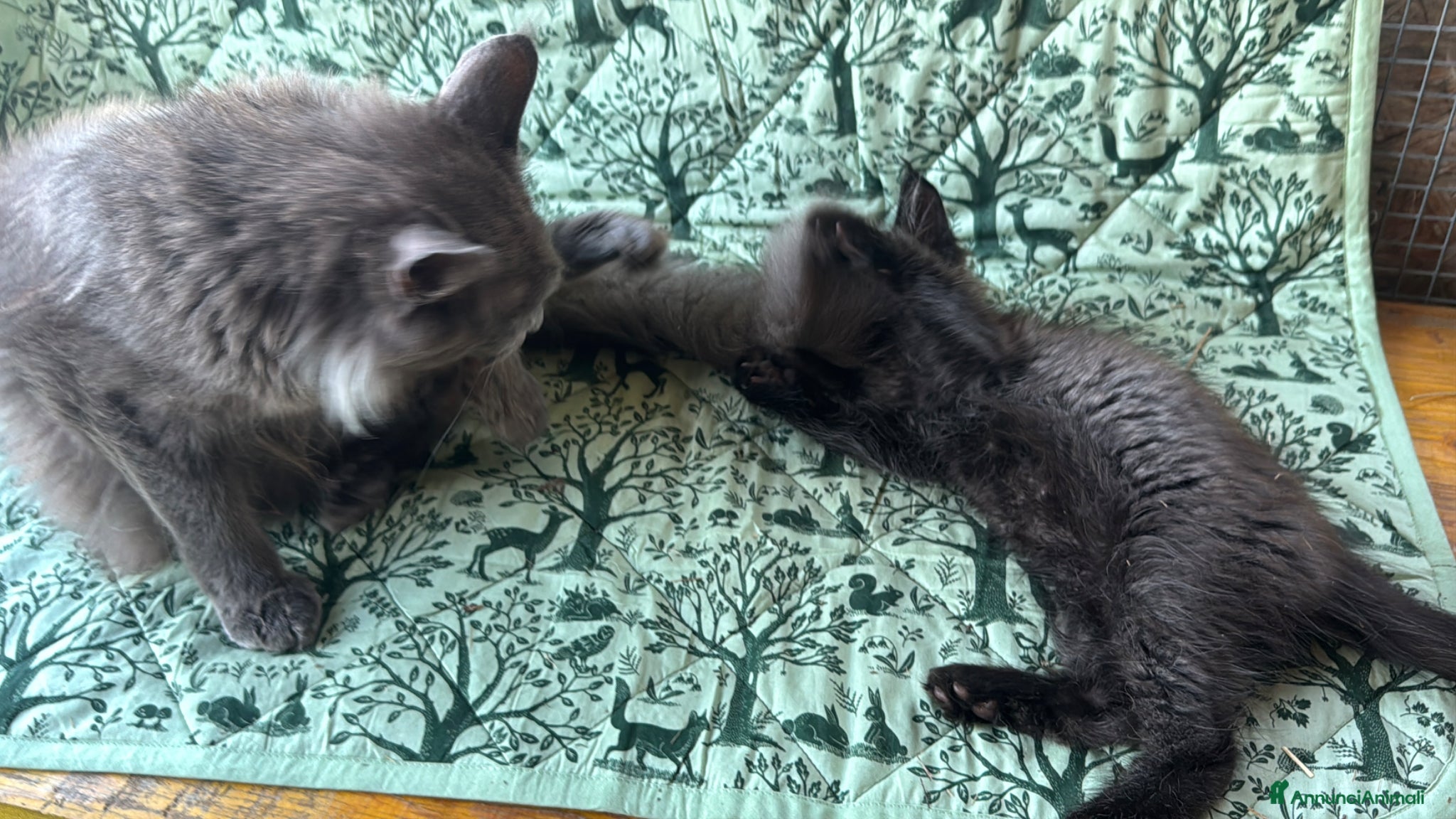 Maine Coon gatti in vendita: Cuccioli di maine coon manto black smoke - Annuncio 14